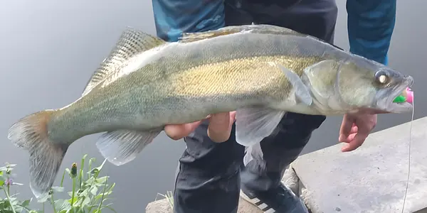 Angry Shads : sandre de la Fulda