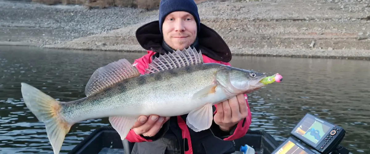 Angry Shads Zander